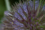 Teasel